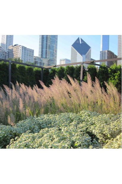 Вейник остроцветковый Овердам / Кунишник